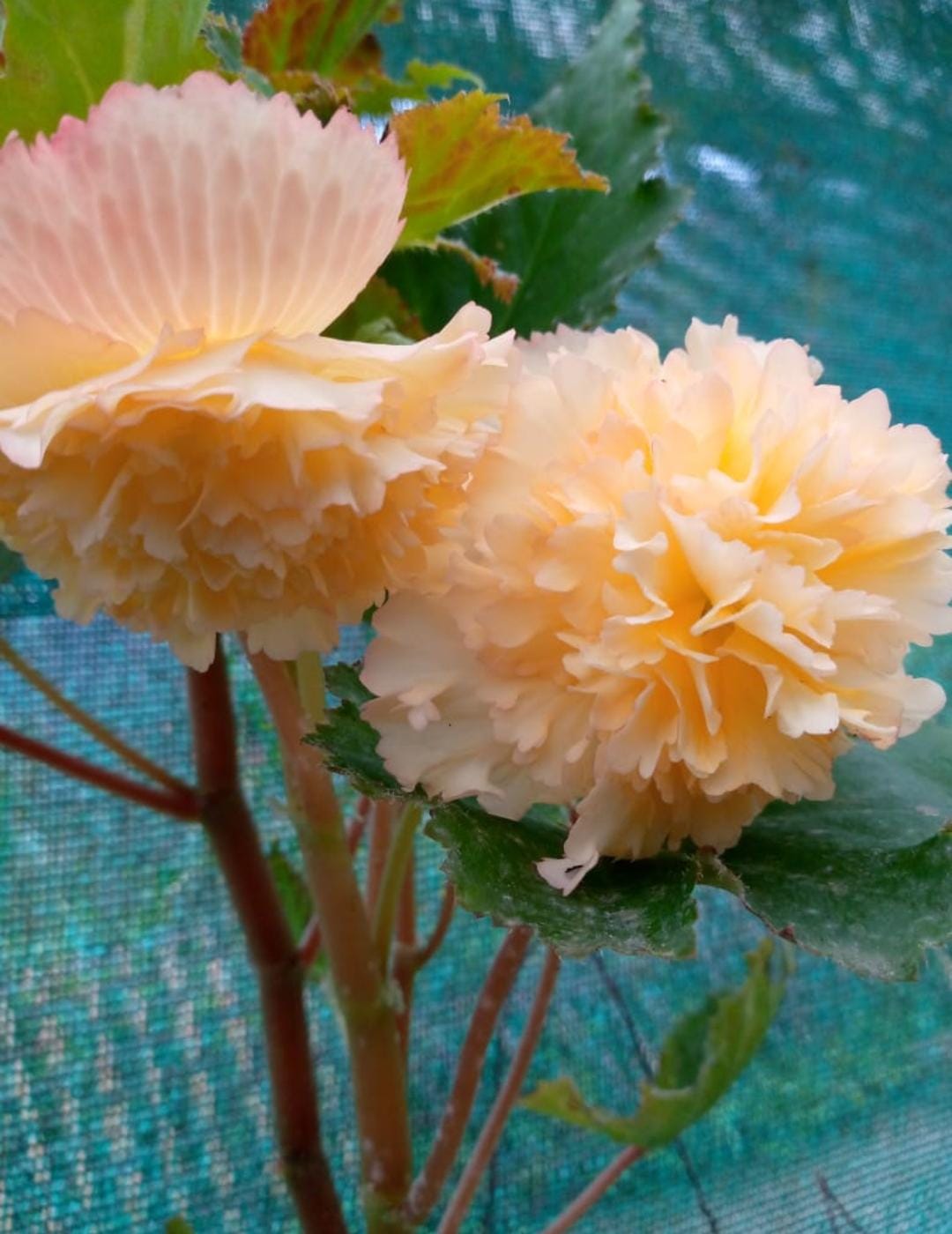 Begonia Flower Bulbs In Holland Variety(package of 12 bulbs) 8 colour mixed bulbs.