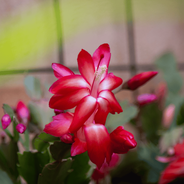 Christmas Cactus Flower -(Red) (Bare Rooted)