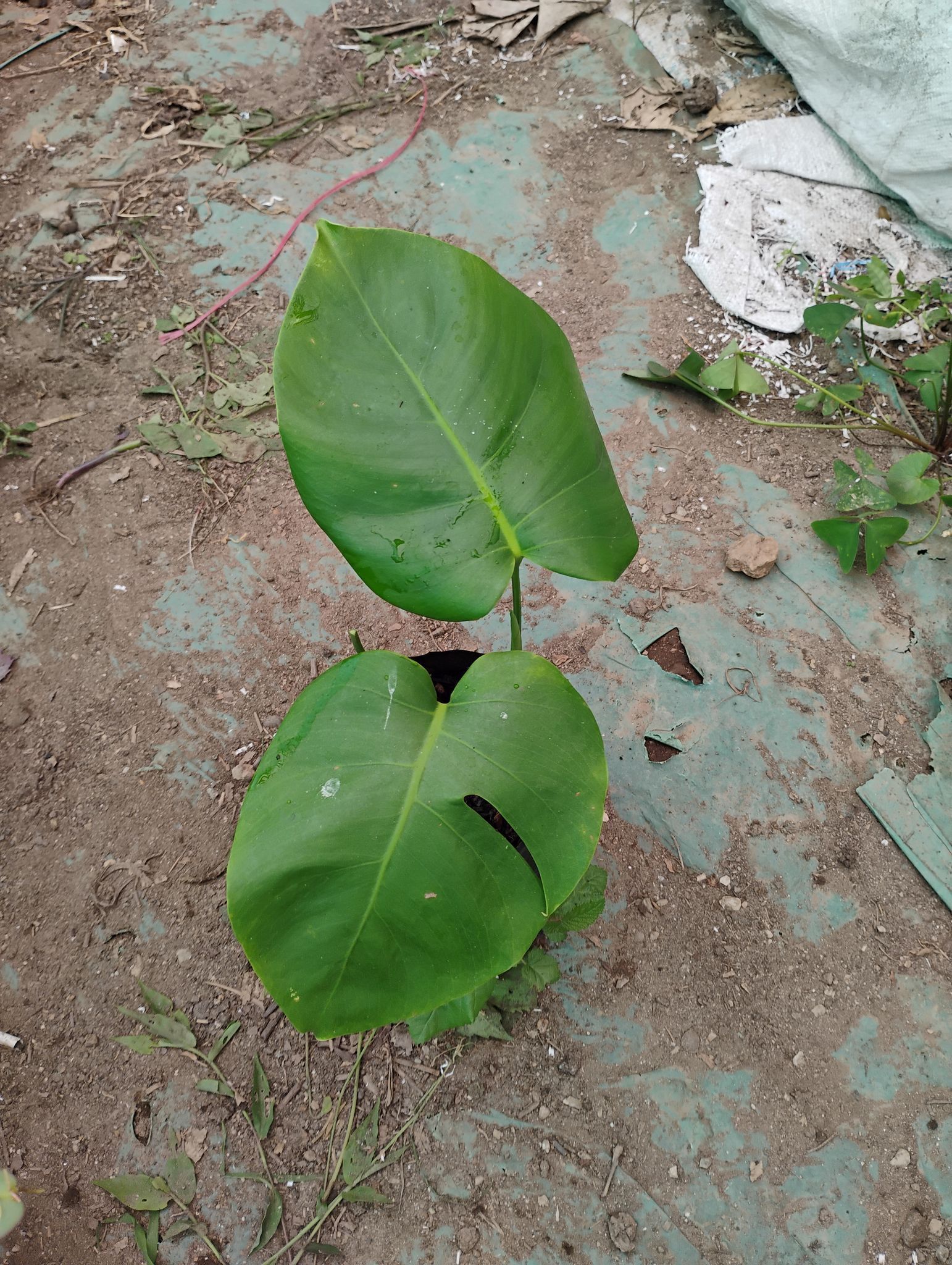 Monstera delicious