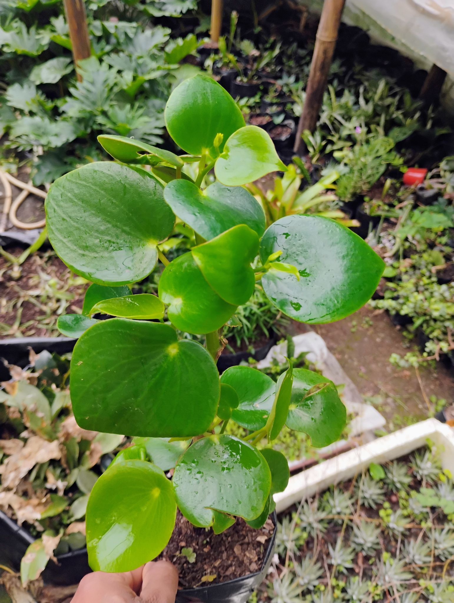 Raindrop Peperomia Plant