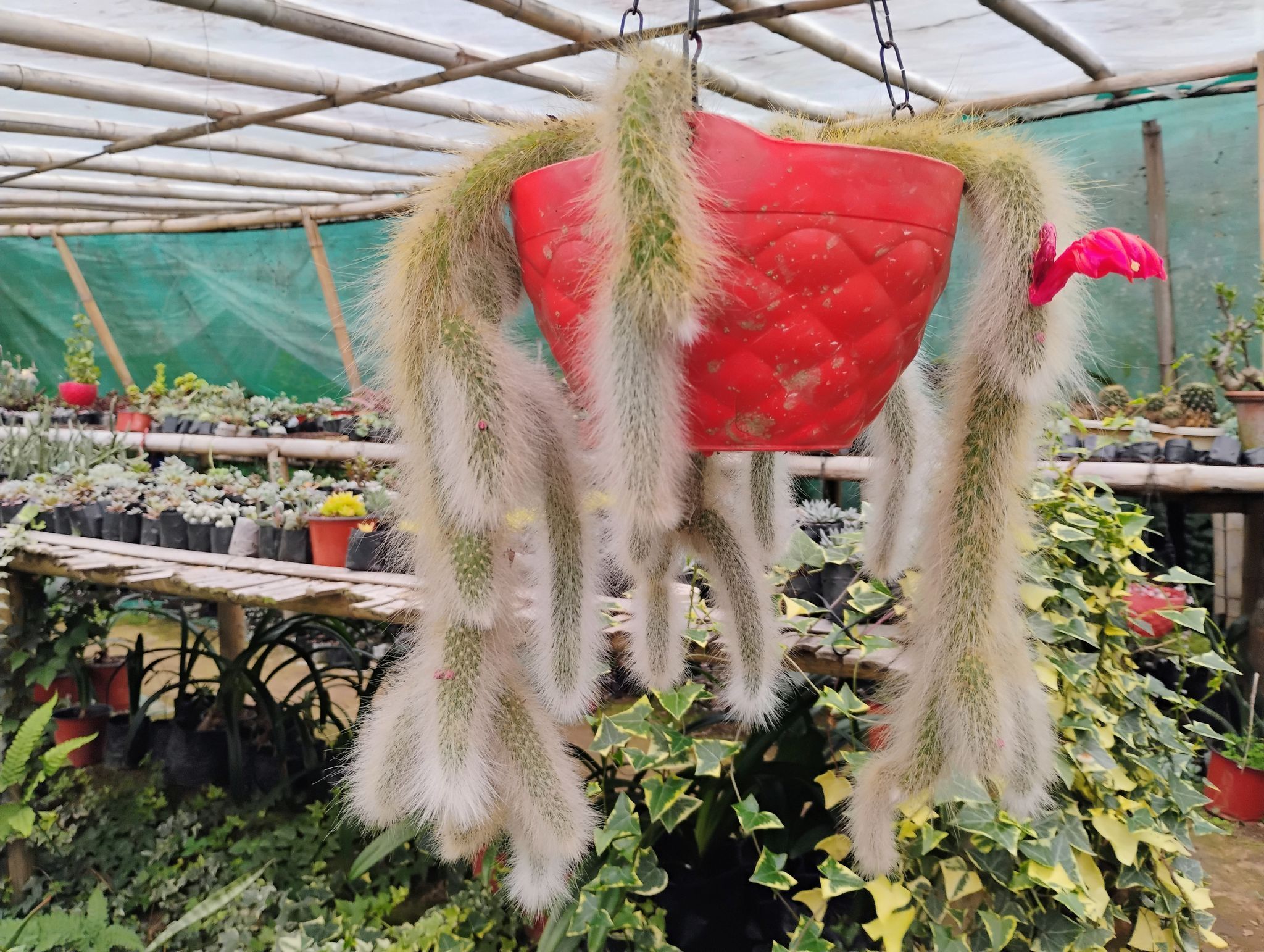 Monkey Tail Cactus (Hildewintera colademononis)