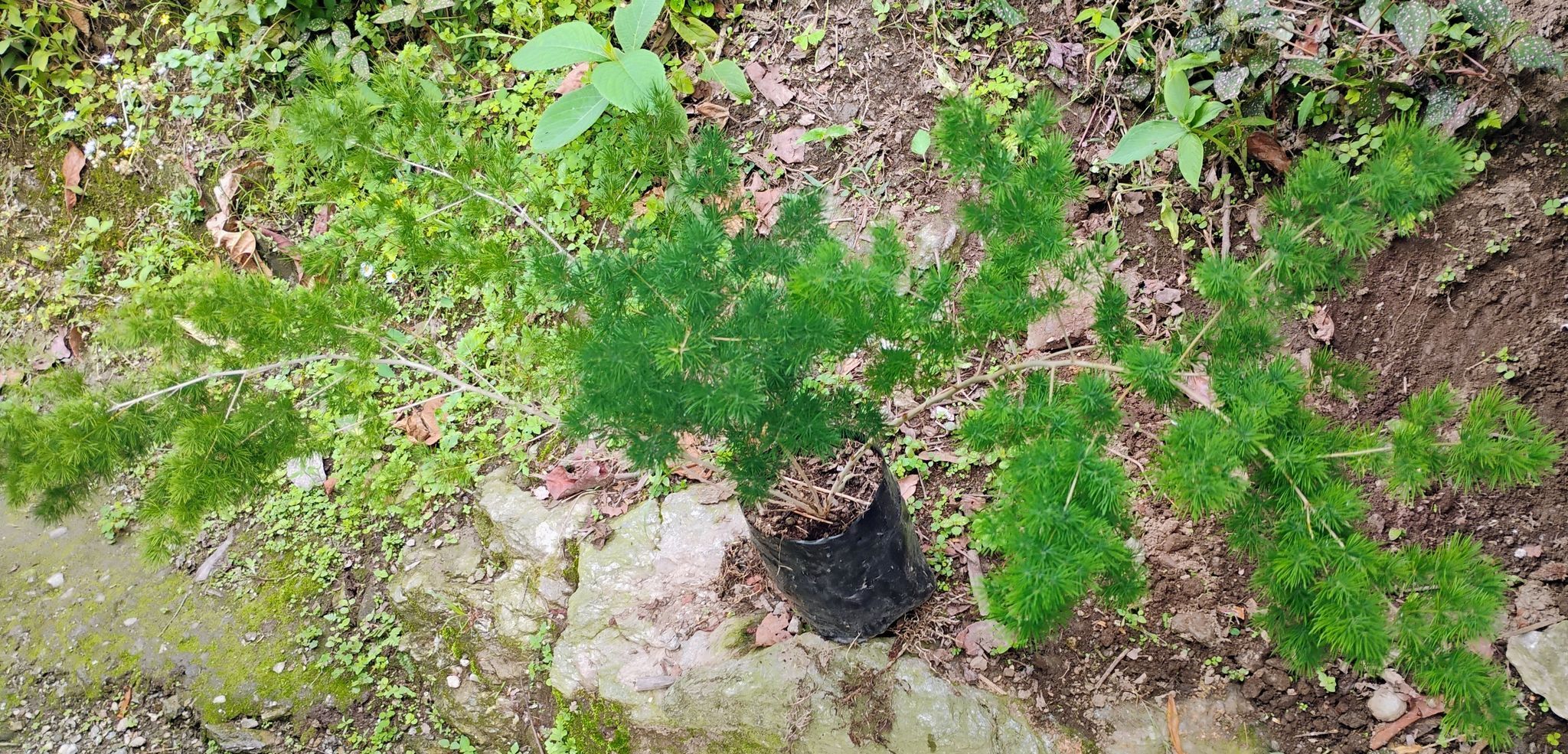 Ming fern (asparagus miriocladus) big size plants