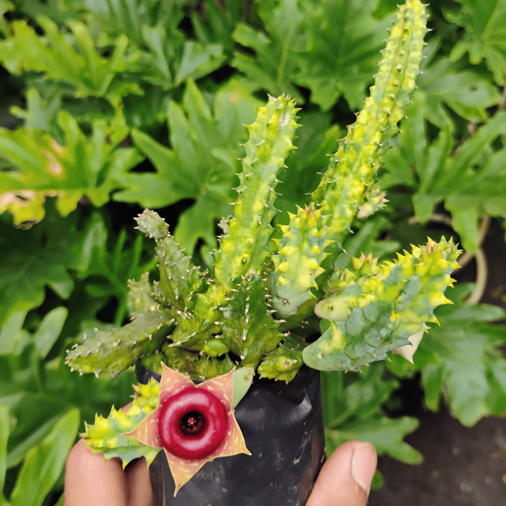 Huernia Macrocarpa Succulent Plant