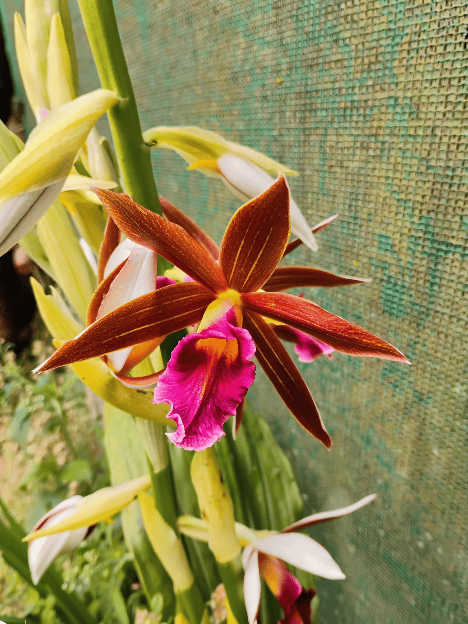 Ground Orchid / Nun's Orchid (Phaius tankervilleae)