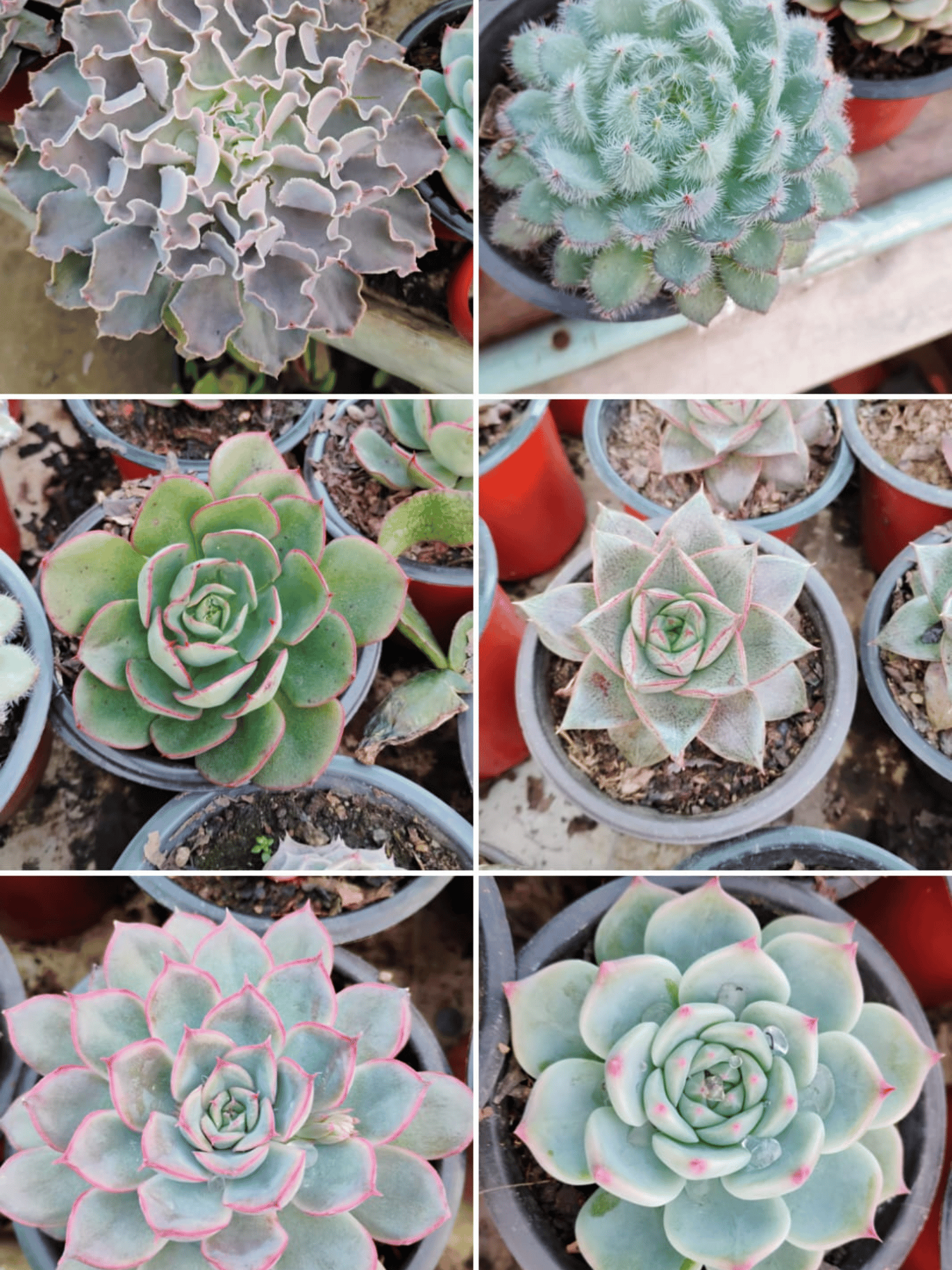 Combo Of 6 Bigger Size Succulent  (Bare Rooted)