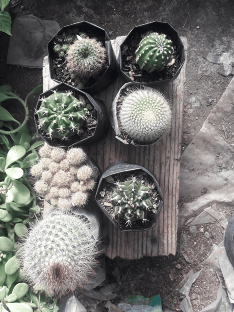 Combo Of 6 Cactus(Bare Rooted)