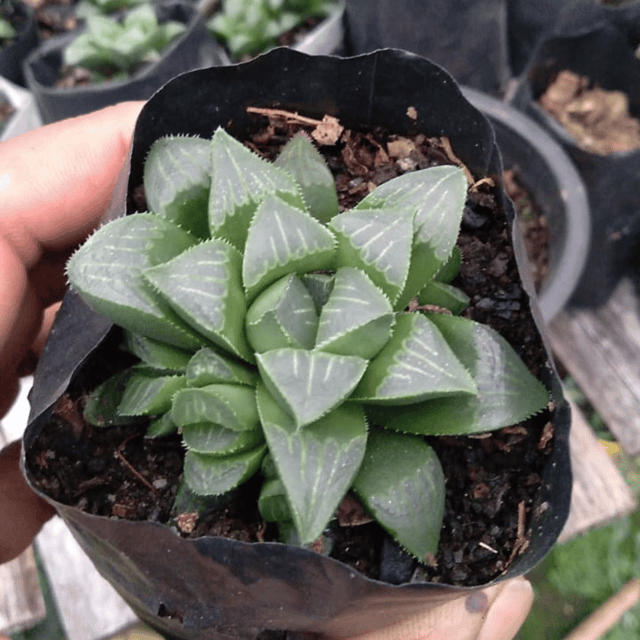 Haworthia Retusa / Star Cactus Succulent Plant (Bare Rooted)
