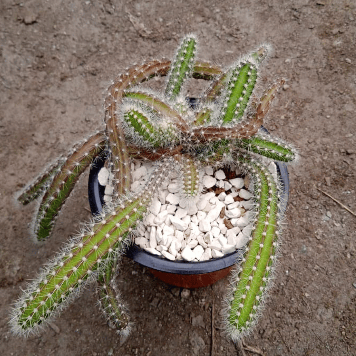 Dog Tail Cactus (Bare Rooted)