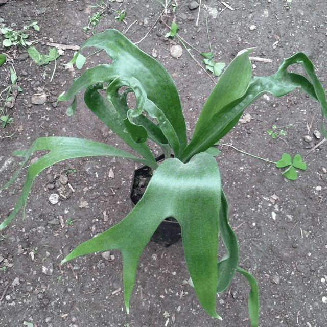 Staghorn Fern / Elkhorn fern (Platycerium Bifurcatum) - (Bare Rooted)