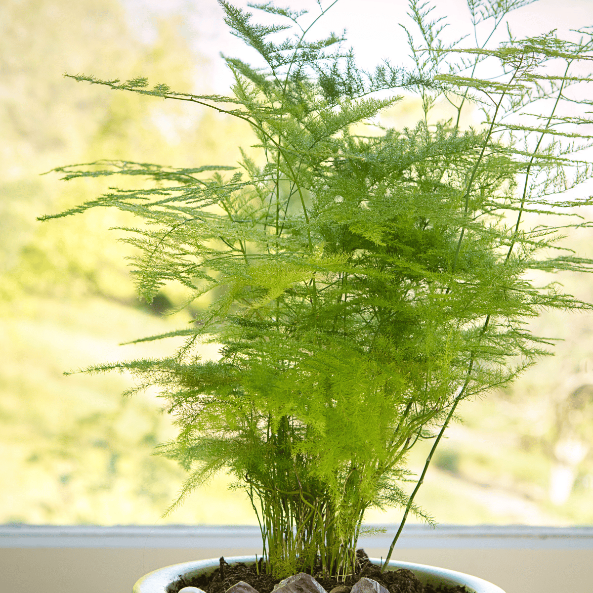 Common Asparagus Fern Houseplant (Asparagus Setaceus) - (Bare Rooted)