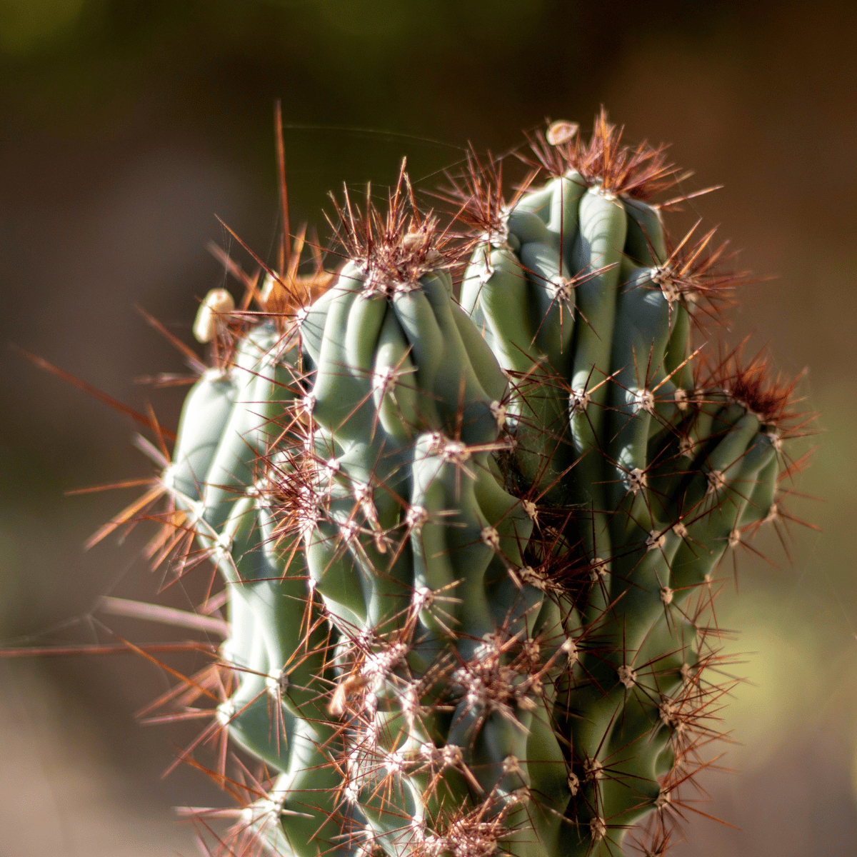 Brawn Cactus Plant / Cereus Peruvianus Monstruosus Oscuros Cacti (Bare Rooted)