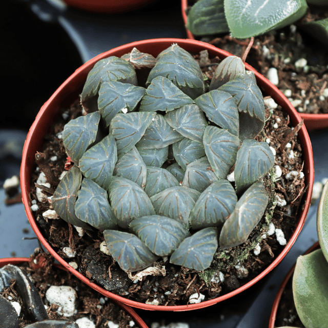 Haworthia Emelyae Succulent Plants (Bare Rooted)