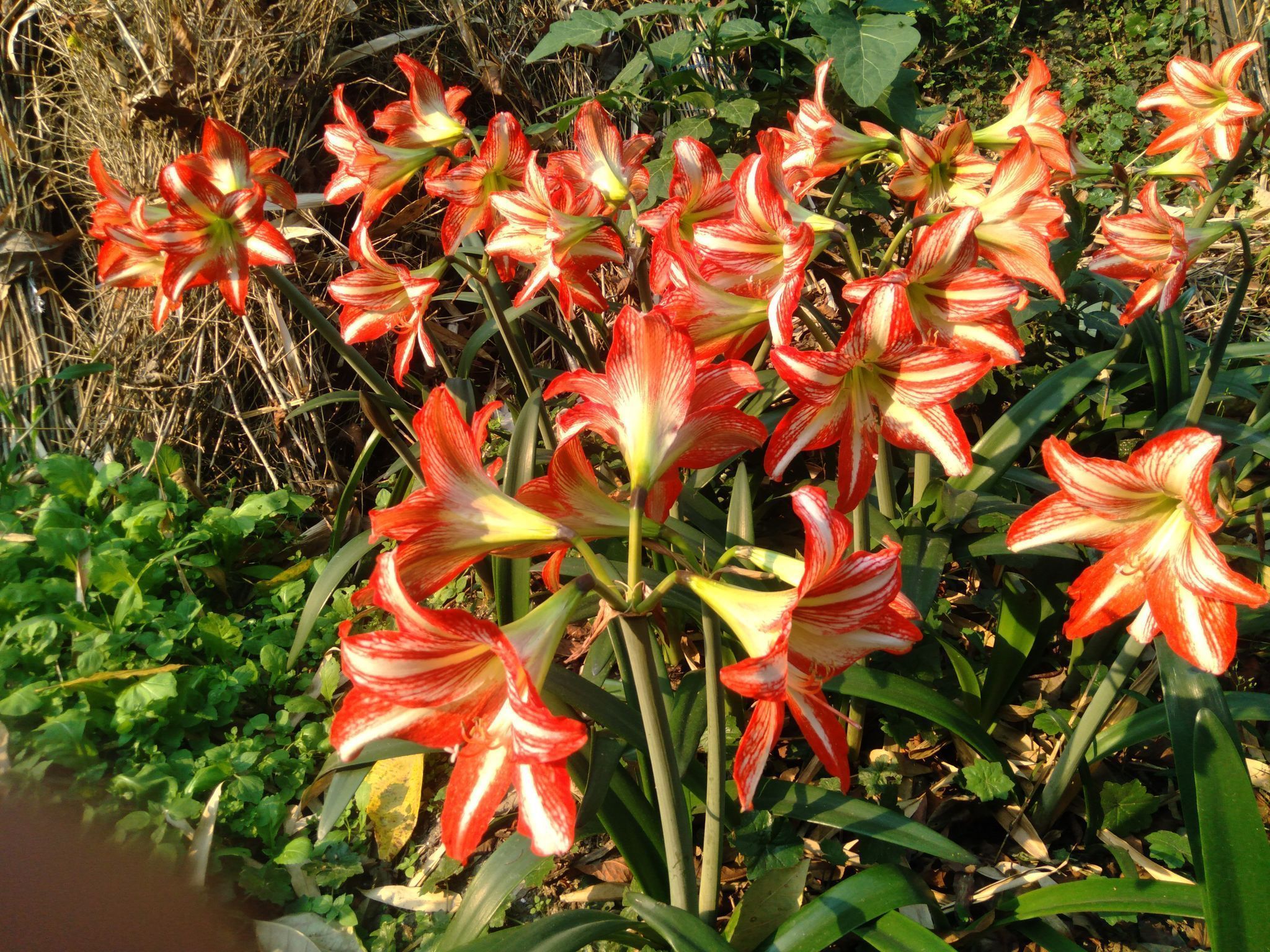 Armillary Seedling (Pack Of - 20 Seedling)