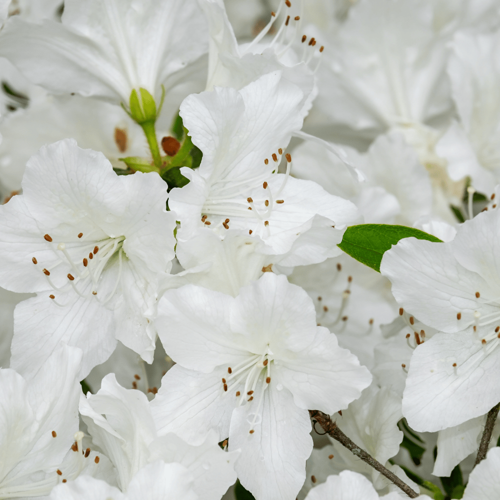 White Azalea Flower Plant  (Bare Rooted)