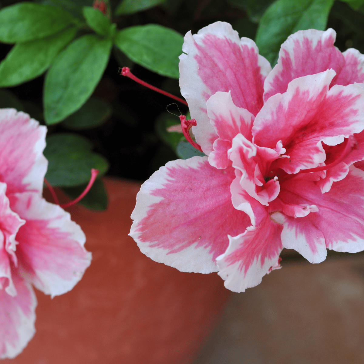 Double Color Azalea Flower Plant  (Bare Rooted)