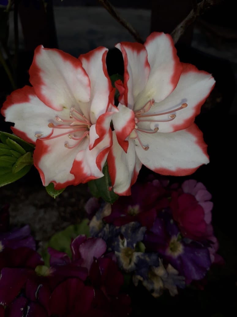 Azalea Flower(double colour) Plant (Bare Rooted)