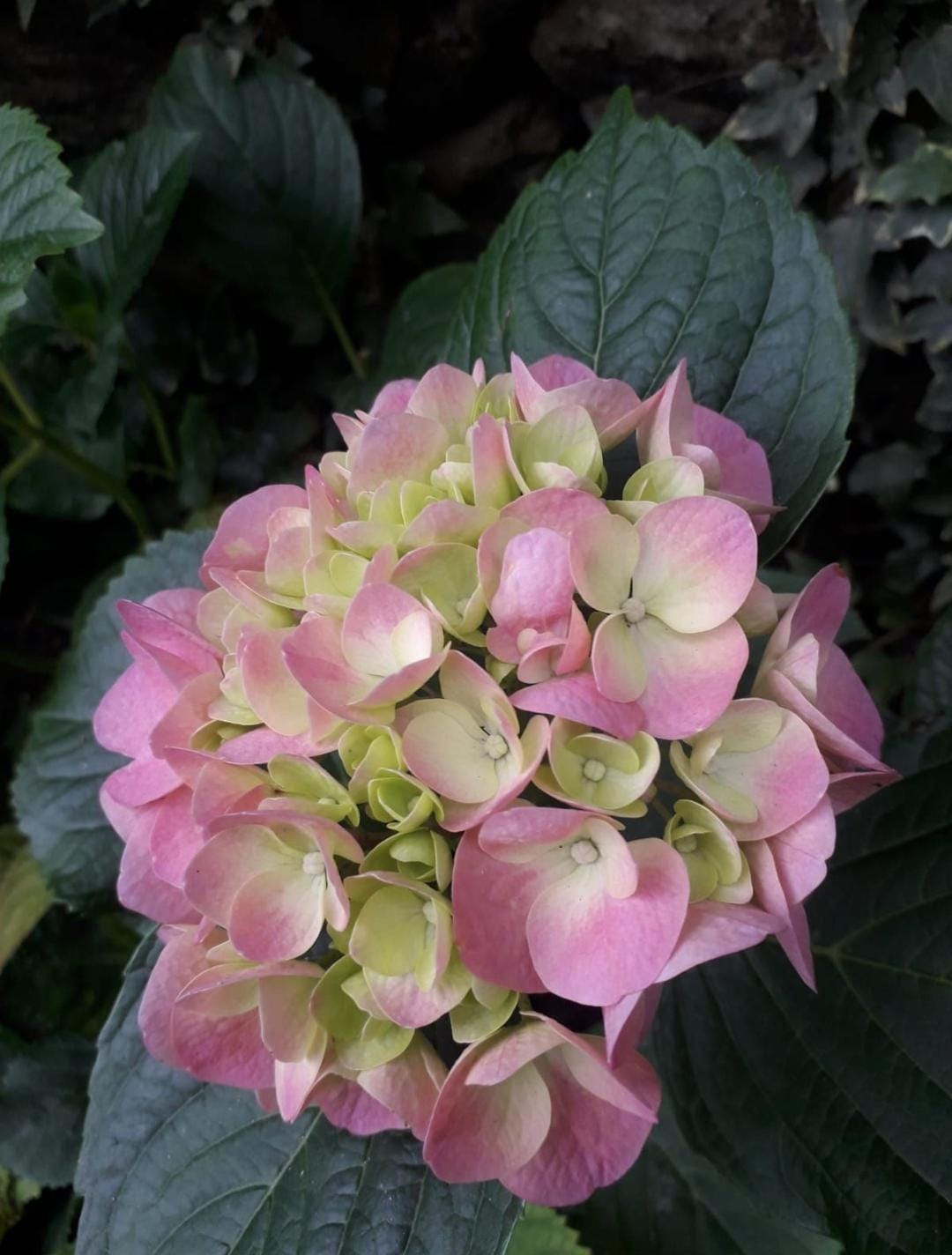 Hydrangea Macrophylla Flower Plant (Bare Rooted)