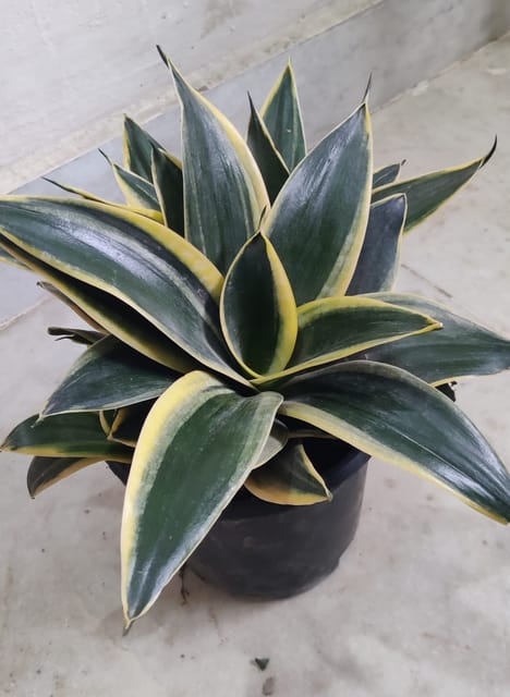 Sansevieria Trifasciata Jade Dwarf Marginated Indoor Plant (Bare Rooted)
