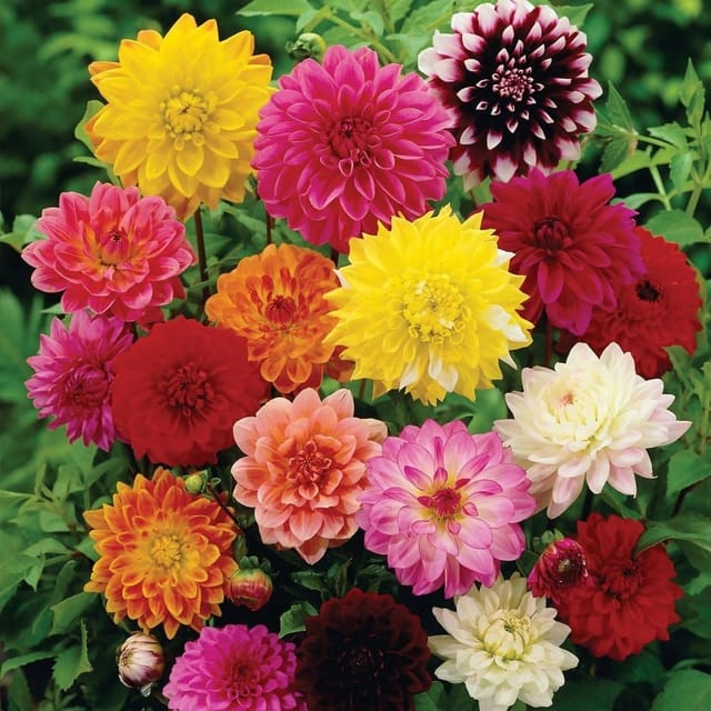 Dahlia Mixed Flower Seeds Online (Pack of 20  Seeds)