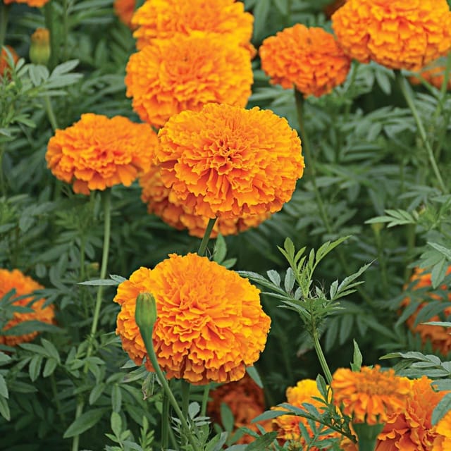 MARIGOLD GIANT ORANGE  FLOWER SEEDS (PACK OF 20 SEEDS )
