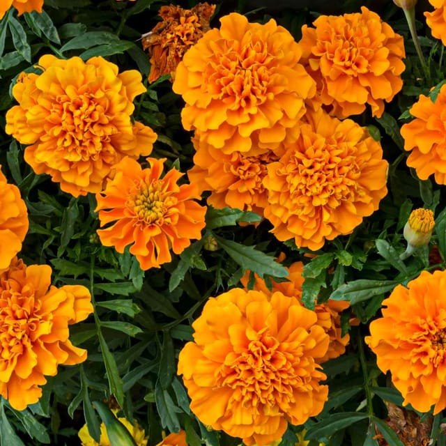 FRENCH MARIGOLD ORANGE  FLOWER SEEDS (PACK OF 20 SEEDS )