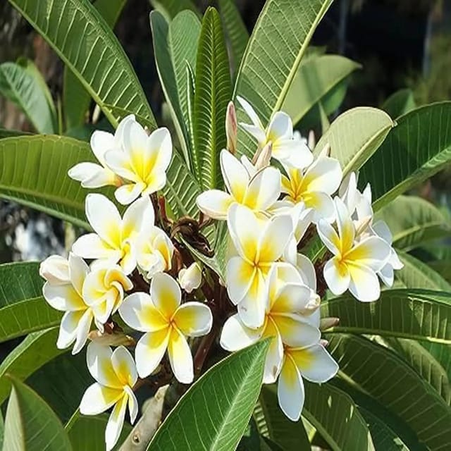 Kathchapa Flower Plant