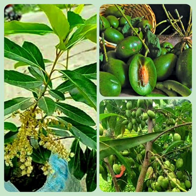 Jalpai fruit plant
