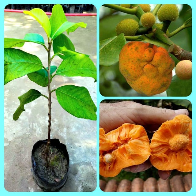 Orijinal Varaity Monkey Fruit Live Plant Dhafol Fruit Plant