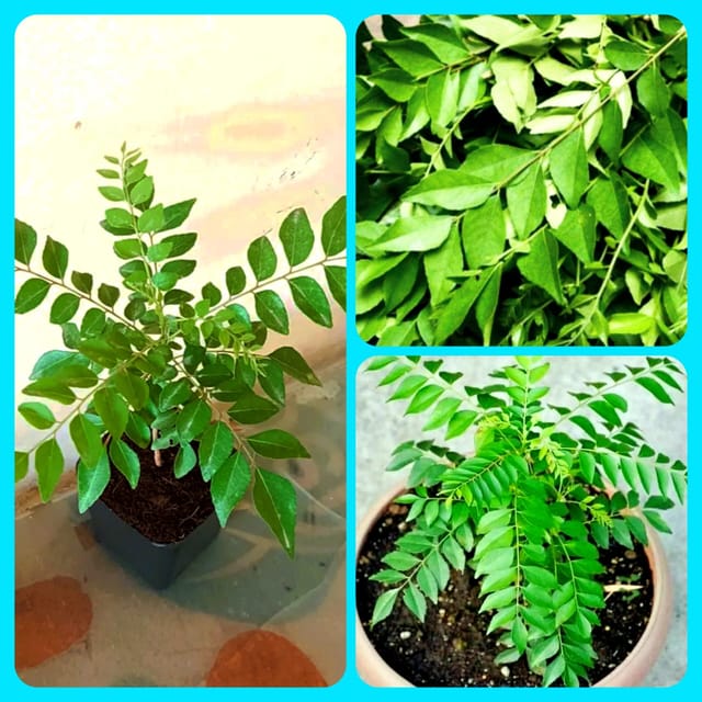 Curry Leaves/Patta Herb Plant Kadi Curry Patta Sweet Meetha Neem Leaves Ayurvedic Herb Healthy Live Plant (Curry Leaves Plant 1)