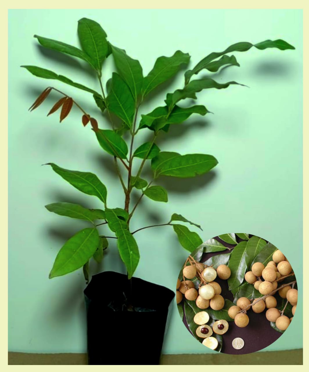 Longan Fruit Plant