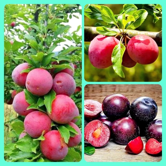 Alu bukhara fruit plant