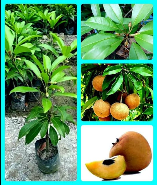 Sweet Sobeda/Chiku/Sapota/Sapodilla Plant. (Hybrid), Grafted Healthy Plant