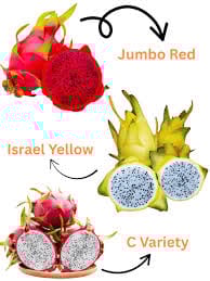 Dragon Fruit Plant Combo