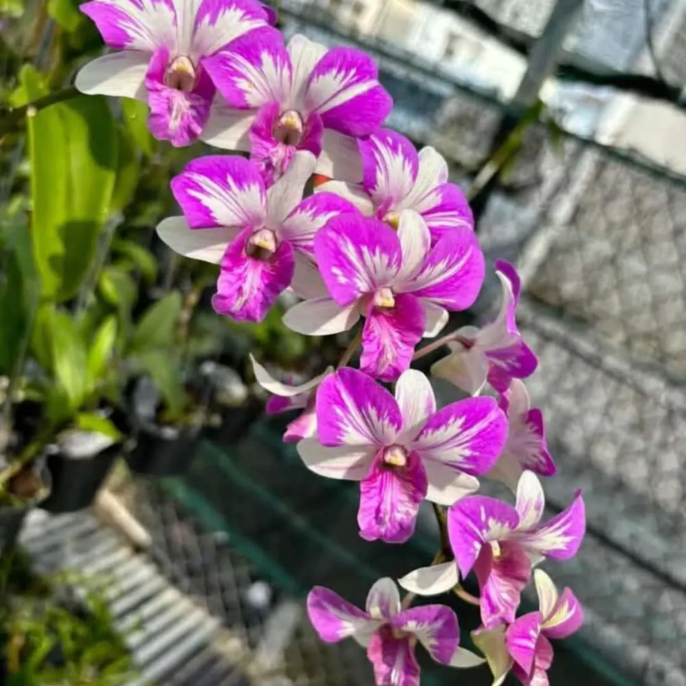 Dendrobium Dong Tien Xua - Seedling Size Orchid Plant
