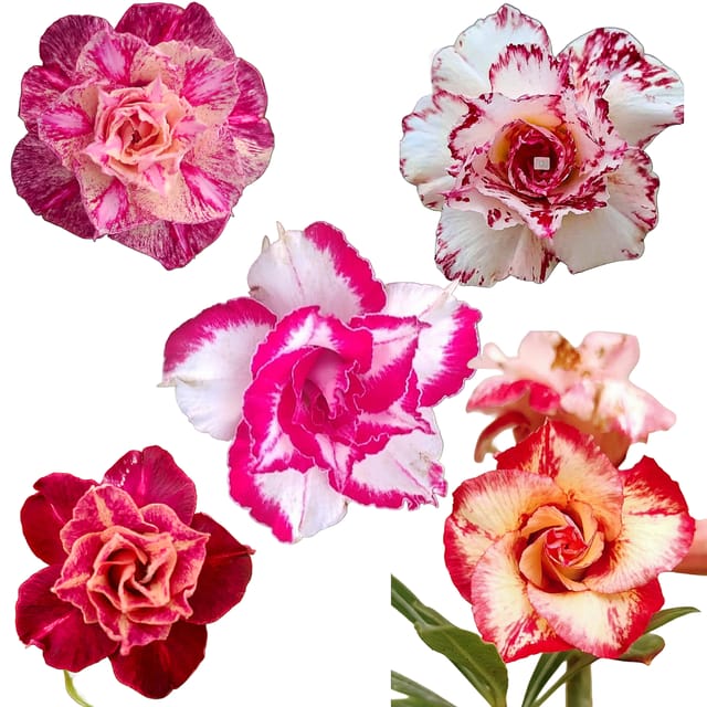 Adenium Grafted Rosy Variety Combo Pack of 5 Plants