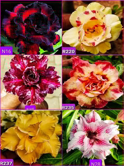 ADENIUM GRAFTED RARE COLLECTION PACK OF 6 PLANTS