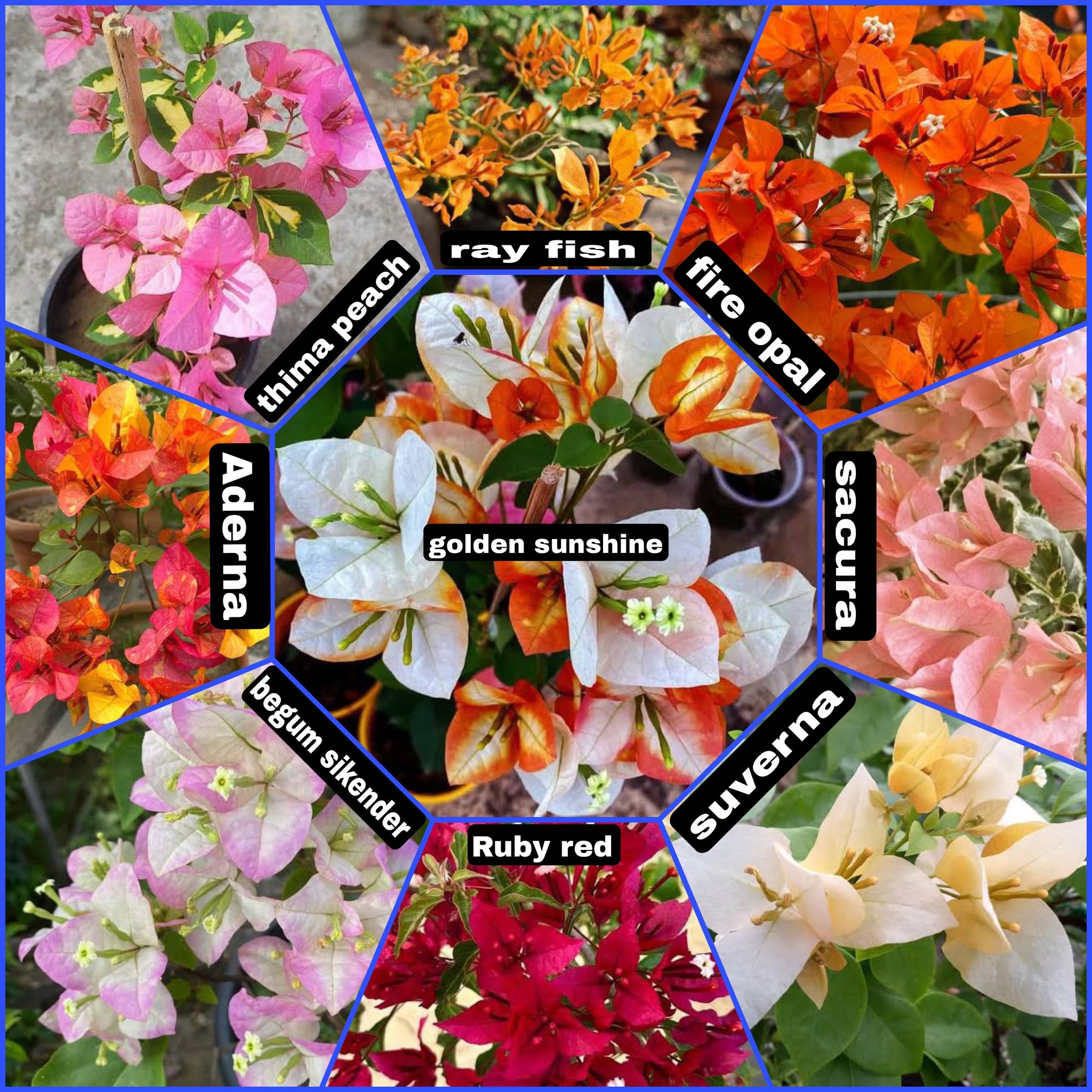 Rare Bougainvillea Plants Combo (9 Rare Varieties)