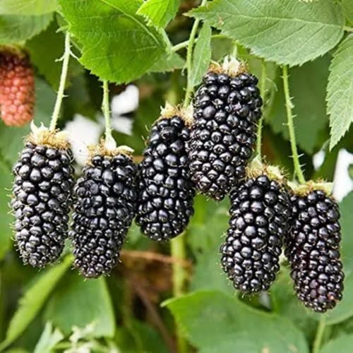 Black Berry Fruit Plant
