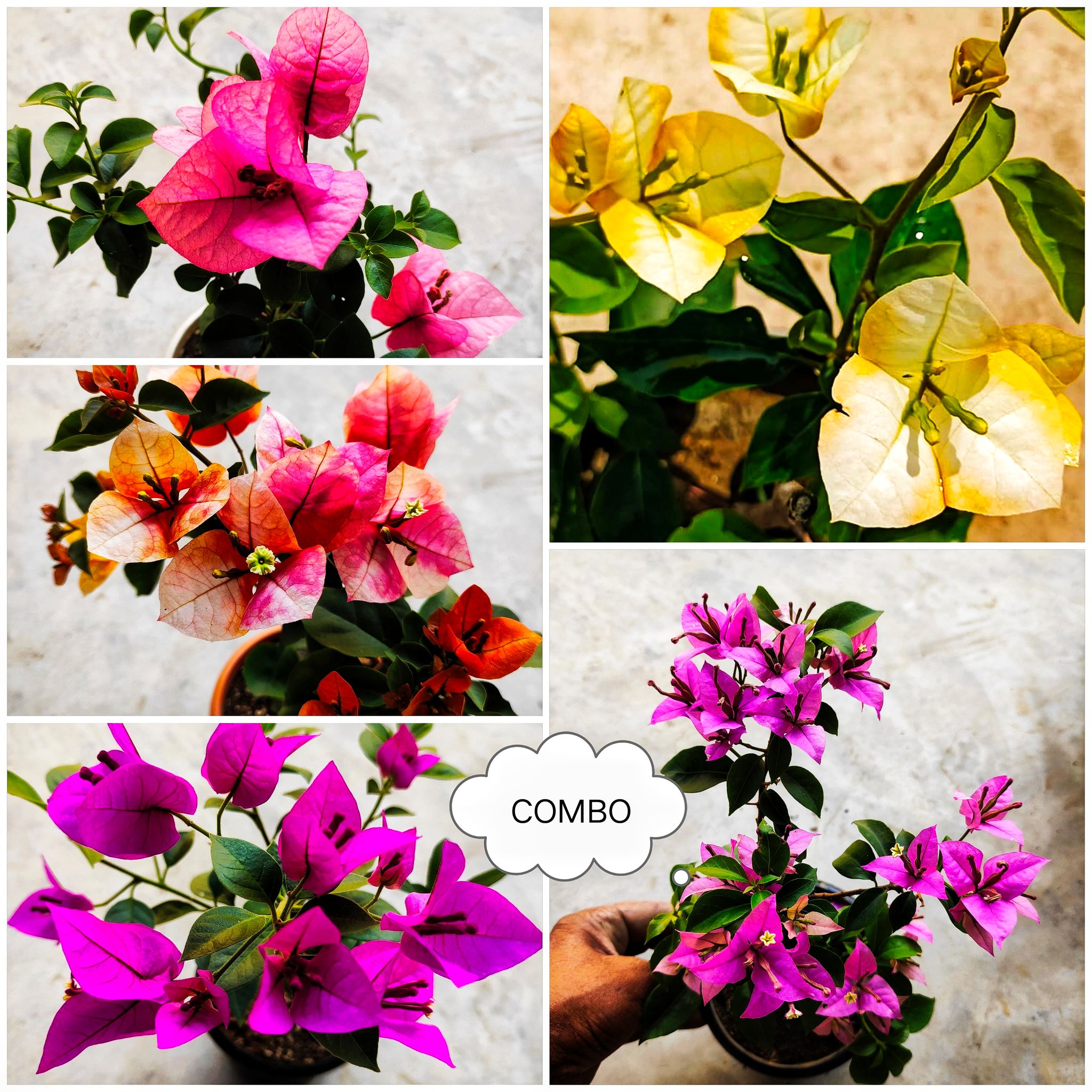 Rare Bougainvillea Plants Combo (Pack Of 5 Plants)