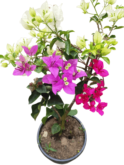 Multigrafting Bougainvillea Plant
