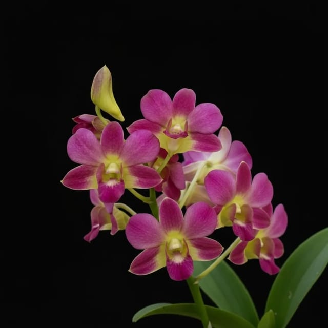 Dendrobium Morning Sun - Seedling Size Orchid Plant