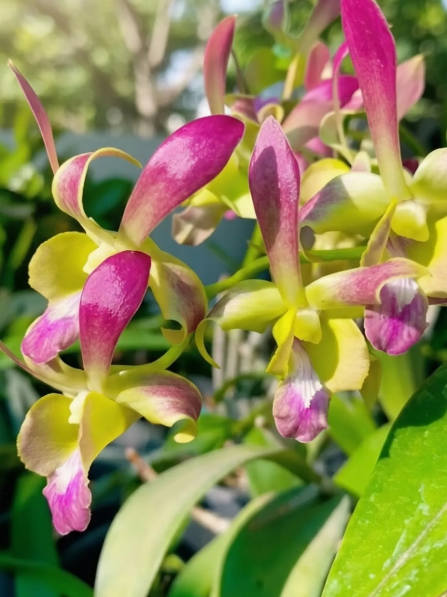 Dendrobium Rabbit Hawaii - Seedling Orchid Plant