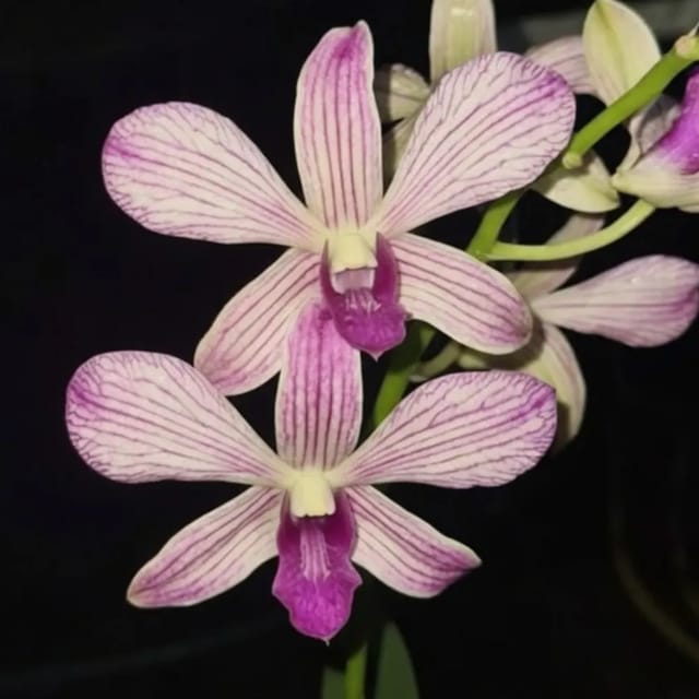 Dendrobium March Stripe - Seedling Size Orchid Plant
