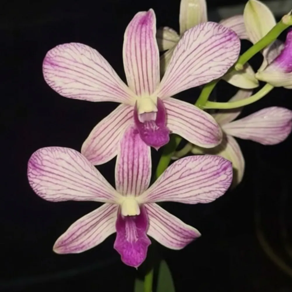 Dendrobium March Stripe - Seedling Size Orchid Plant
