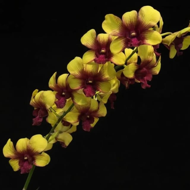 Dendrobium Yellow Splash - Seedling Size Orchid Plant
