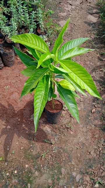 Adulsa(Vasaka) Medical Plant