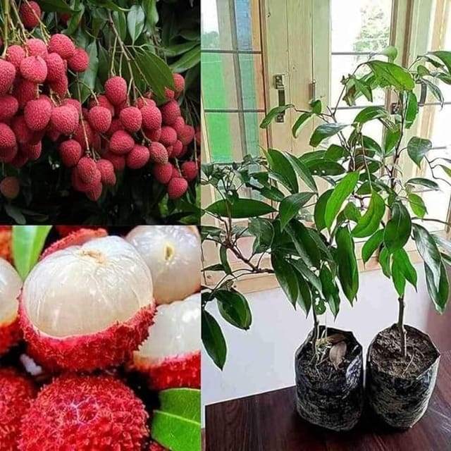Muzaffarpur Litchi Plant