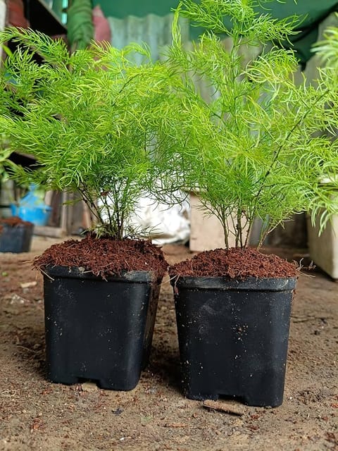 Shatavari Plant