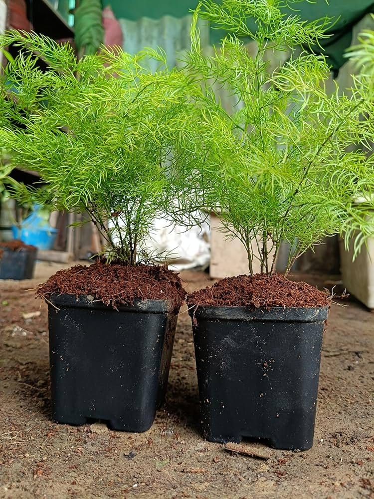 Shatavari Plant