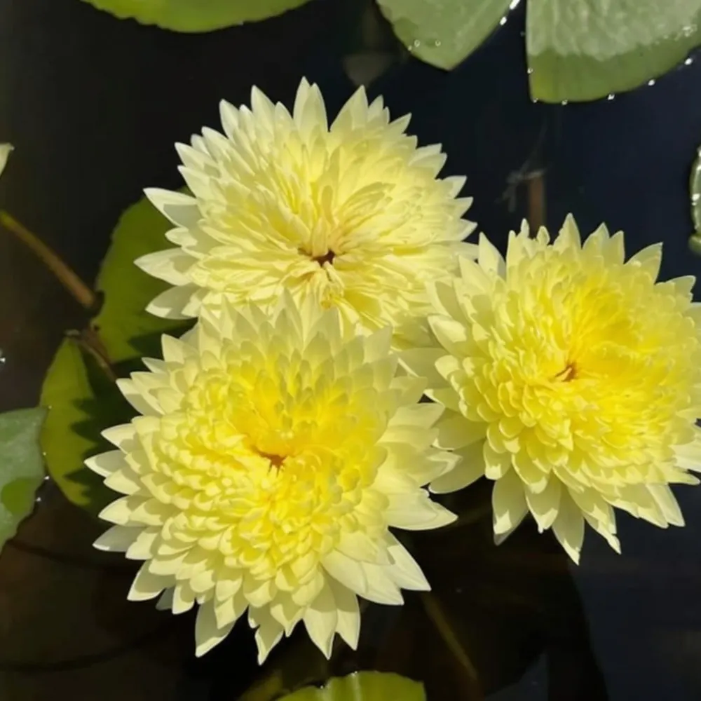 Nymphaea Sasimonthon - Tropical Waterlily